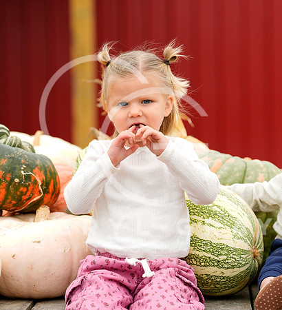 ©CGP 101026 Pumpkin Patch 009390