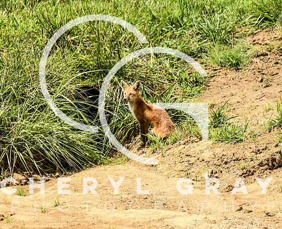 ©CGP MC080319_0406